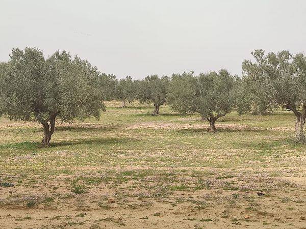 Nabeul Nabeul Terrain Terrain agricole Terrain agricole a nabeul