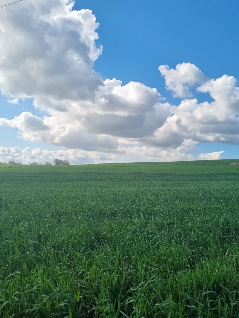 Ghar El Melh Zouaouine Terrain Terrain agricole Terrain agricole  zouaouine utique