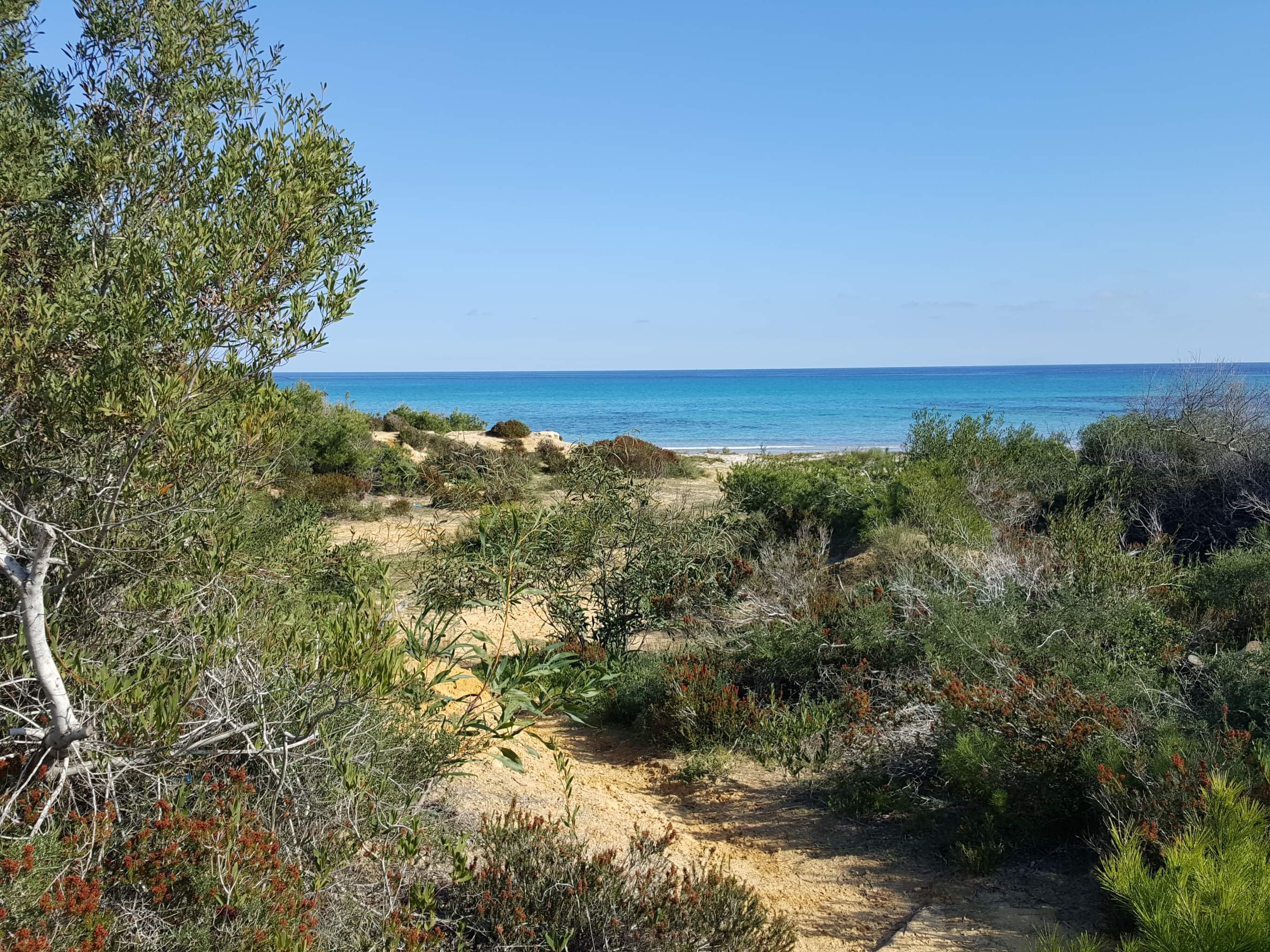 Kelibia Dar Allouche Terrain Terrain agricole 10000 metre carre