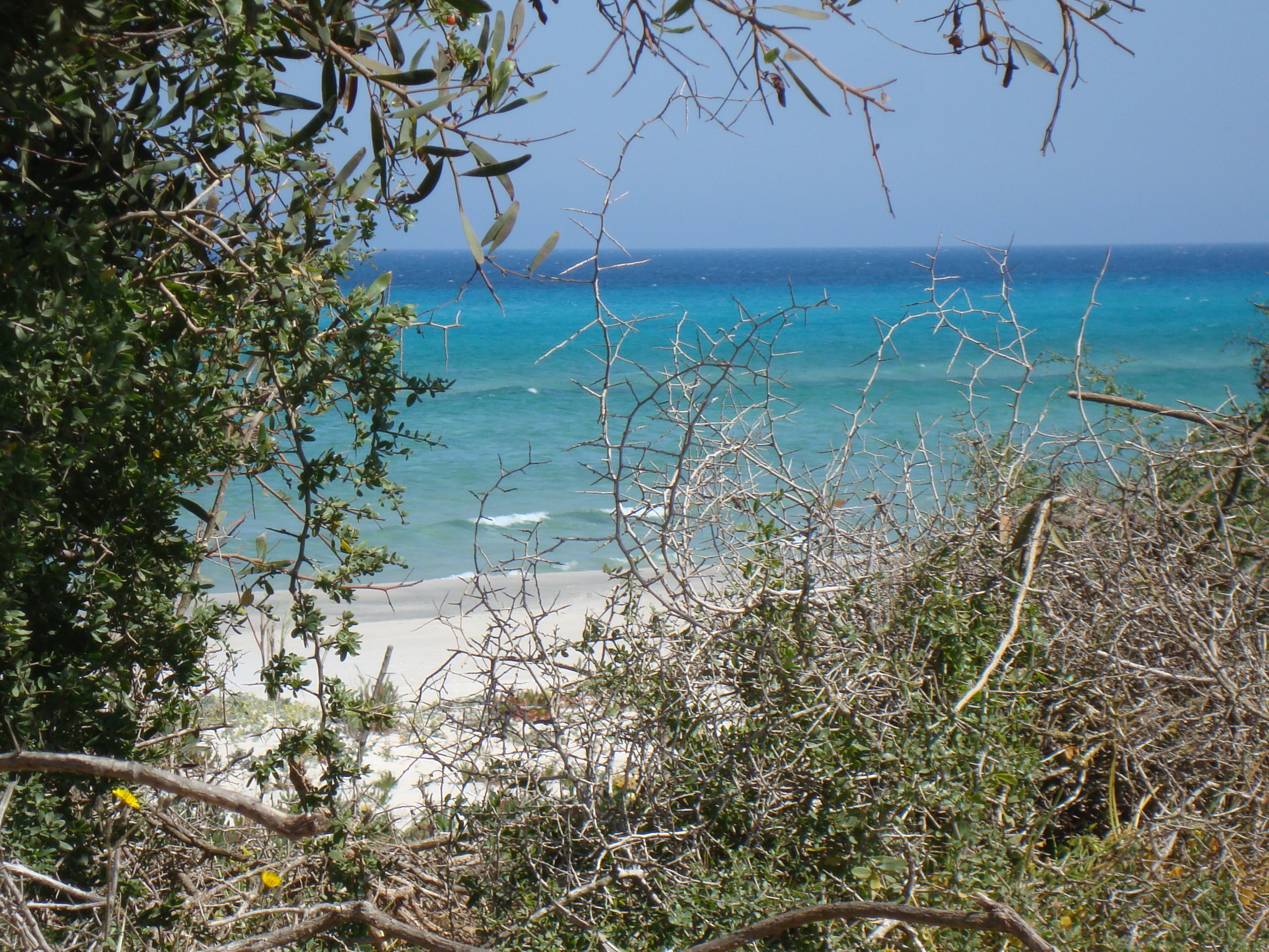 Kelibia Dar Allouche Terrain Terrain agricole 30000 metre carr au cap bon