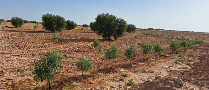 Ghraiba Ghraiba Terrain Terrain agricole Terrain agricole