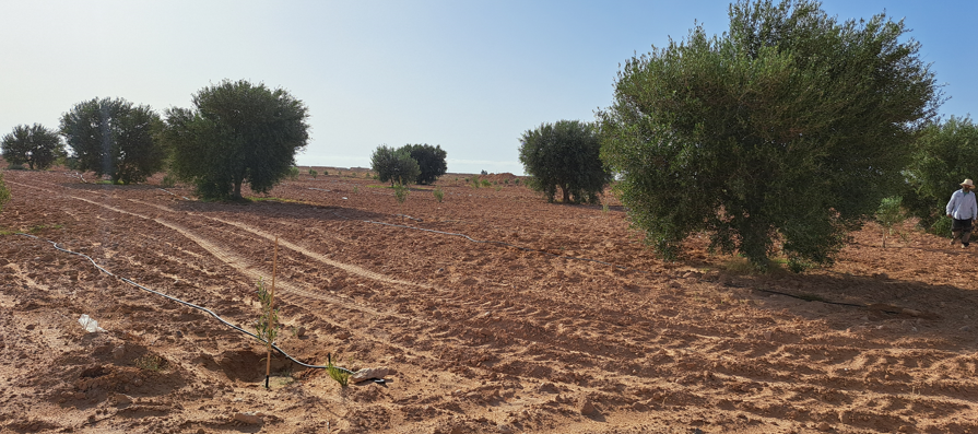 Ghraiba Ghraiba Terrain Terrain agricole Terrain agricole