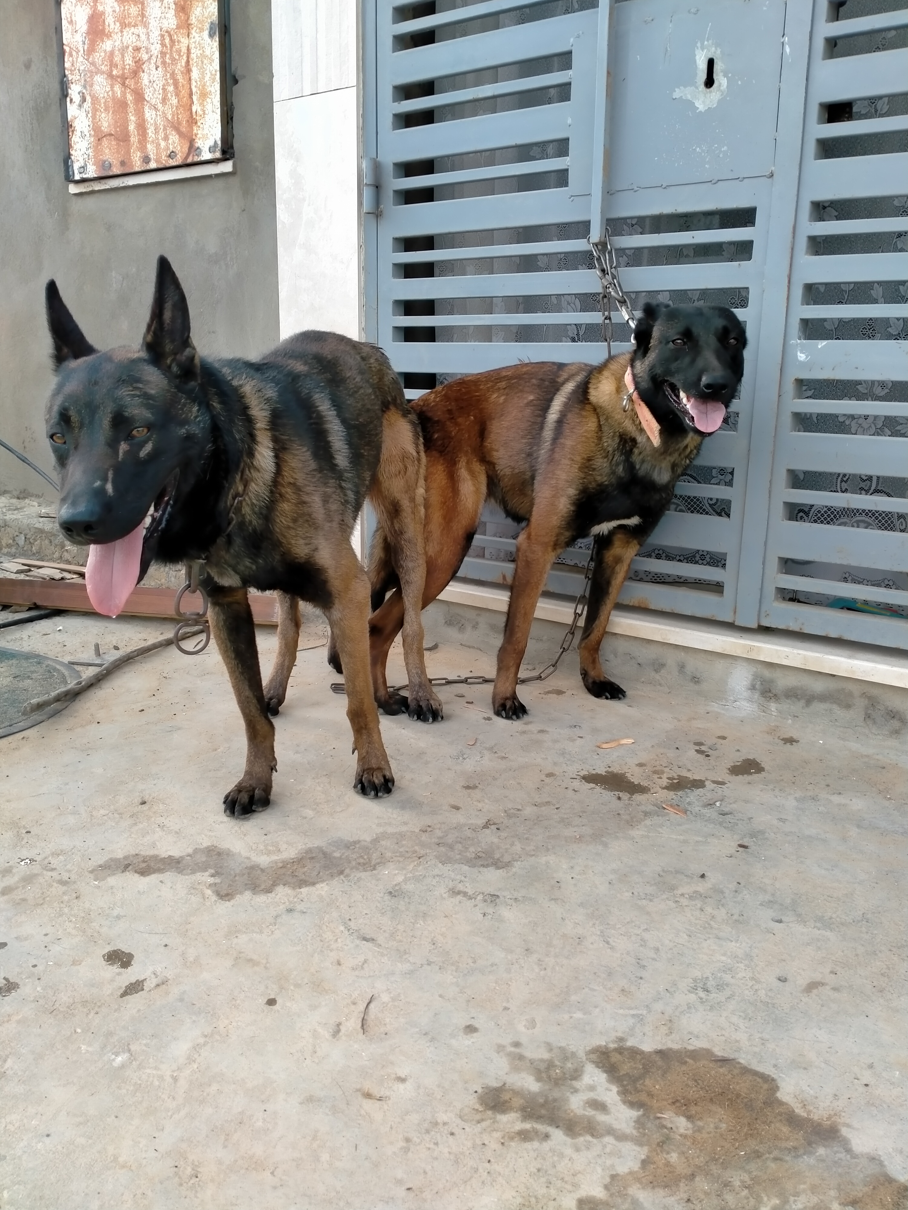 Nabeul Nabeul Chiens Autre Chiots malinois