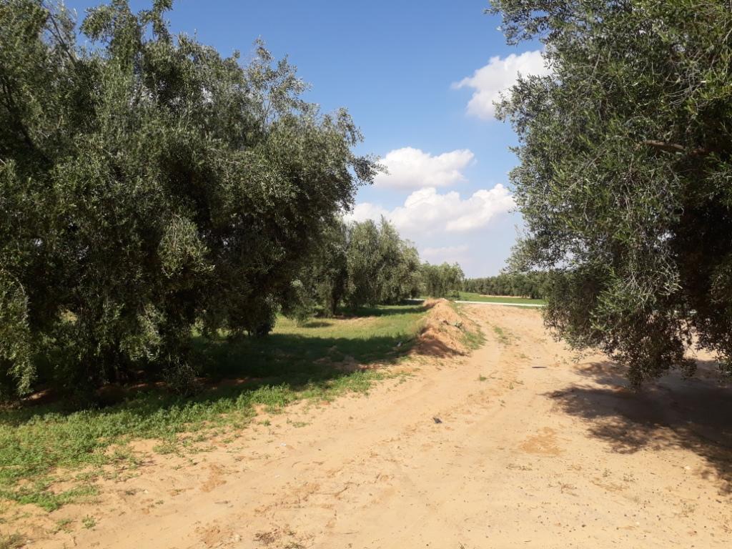 Menzel Chaker Chaaleb Terrain Terrain agricole 32 oliviers  route bou thadi sfax