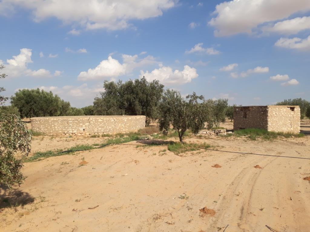 Menzel Chaker Chaaleb Terrain Terrain agricole 32 oliviers  route bou thadi sfax