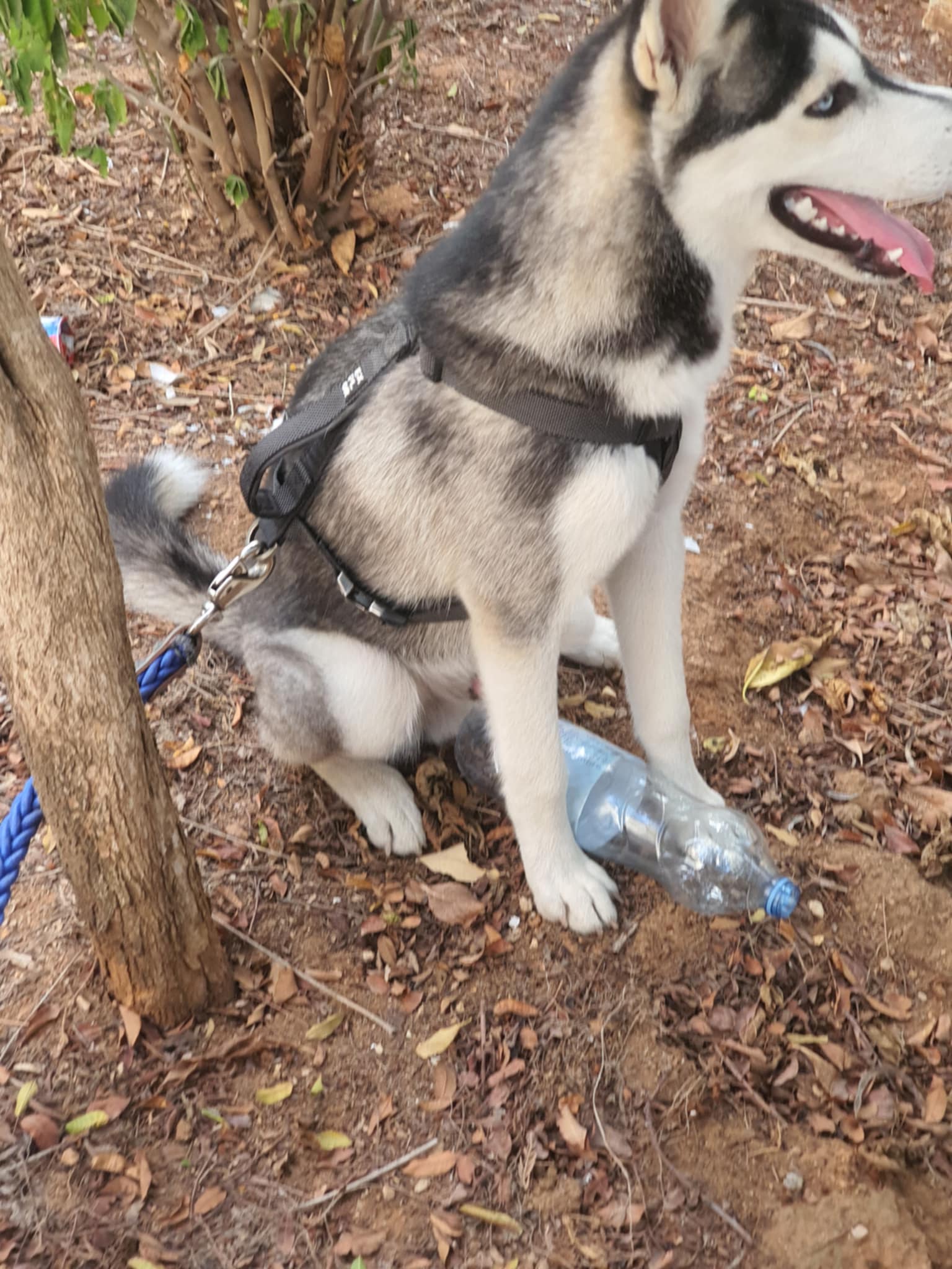 El Menzah El Menzah 1 Chiens Autre Chien husky seberien