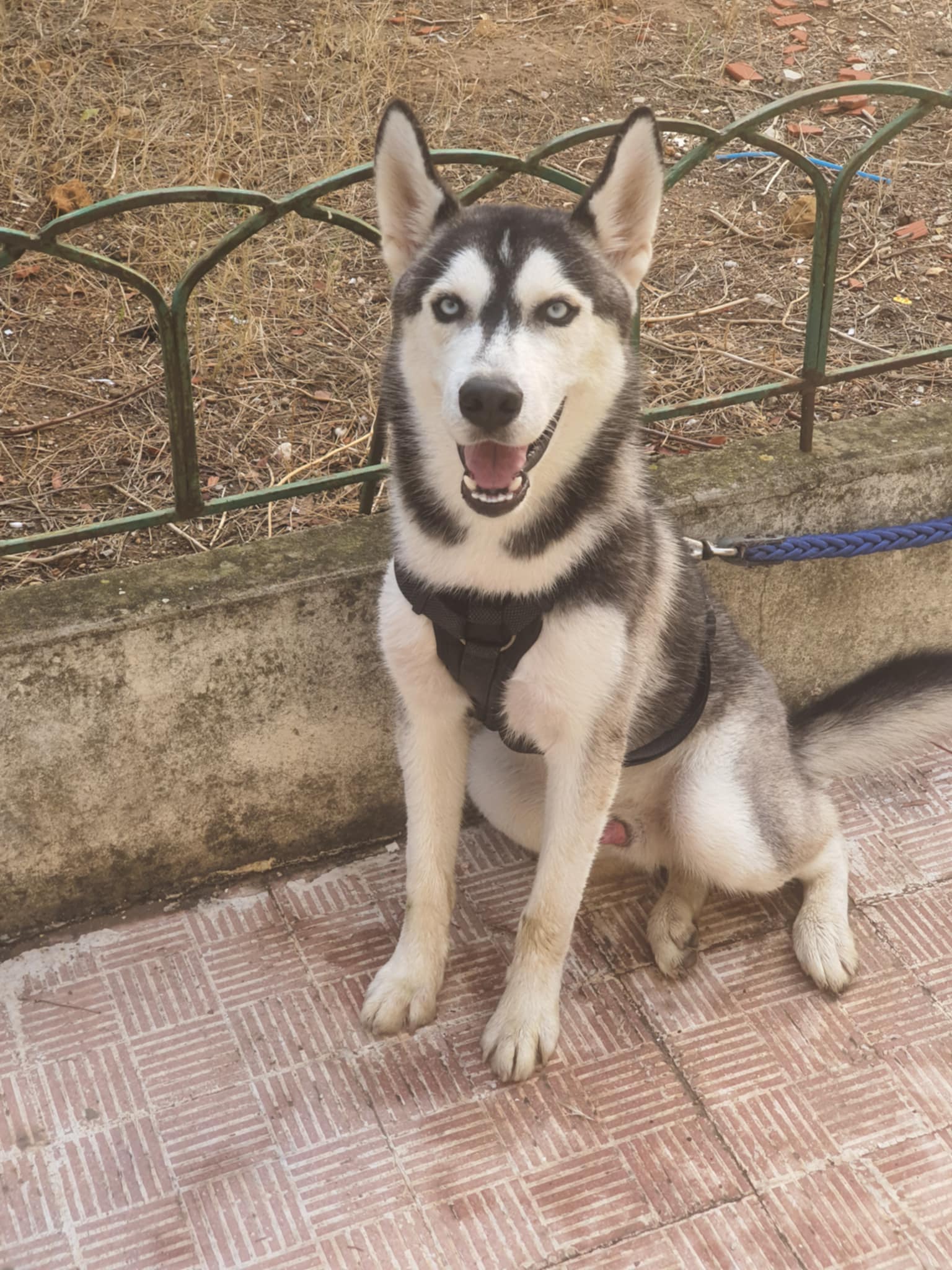 El Menzah El Menzah 1 Chiens Autre Chien husky seberien