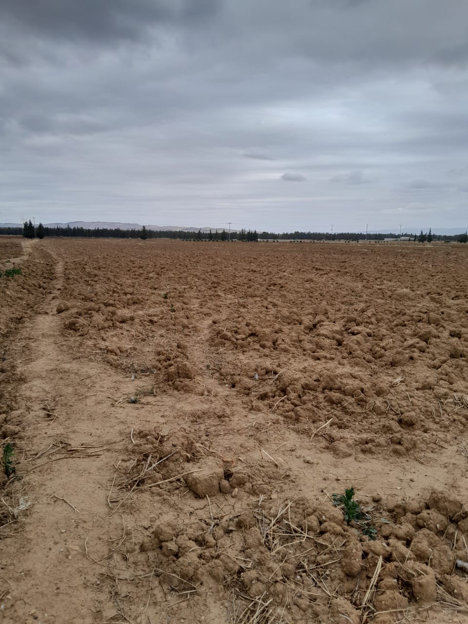 Bou Salem Bou Salem Terrain Terrain agricole Terrain agricole irrigu 1hectare 20ares el brahmi