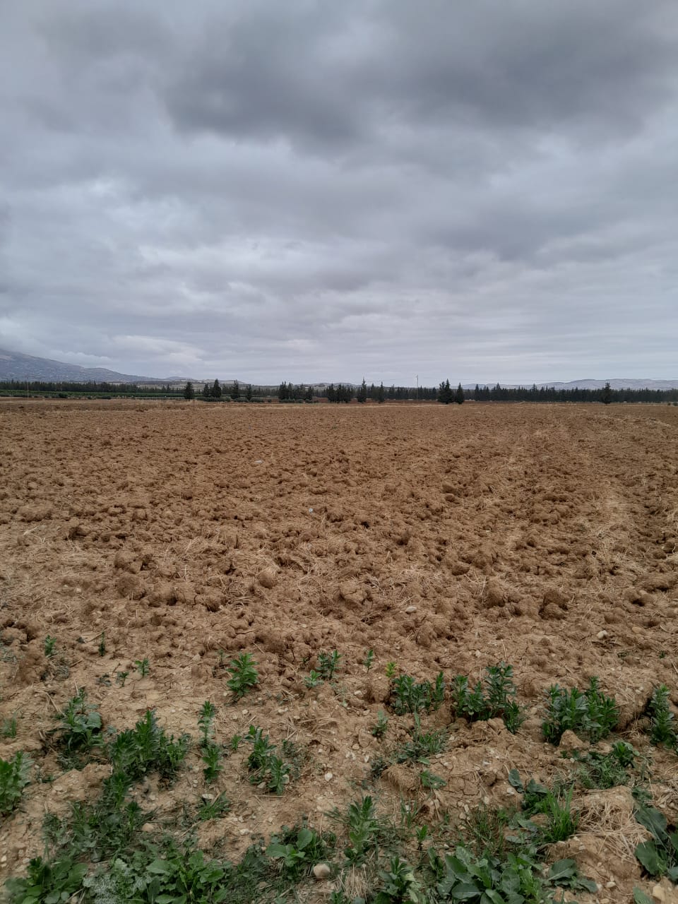 Bou Salem Bou Salem Terrain Terrain agricole Terrain agricole irrigu 1hectare 20ares el brahmi