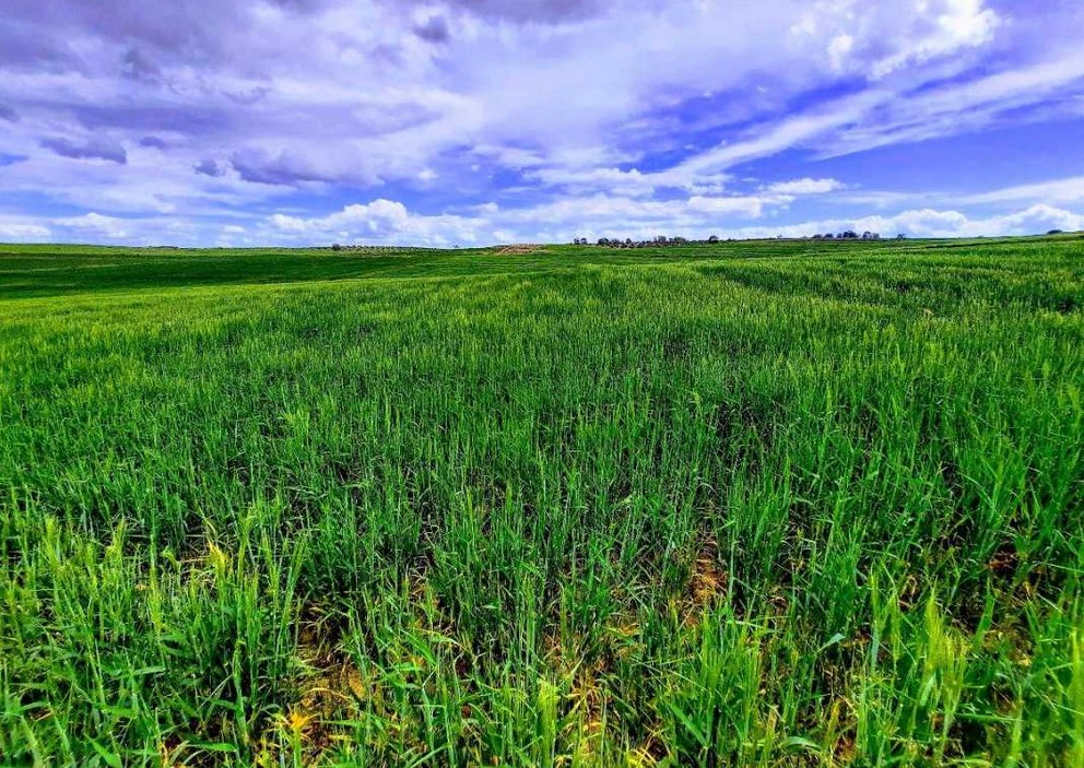 Bir Mcherga Ain El Asker Terrain Terrain agricole 12 hectares terrain agricole opportunit d'affaire