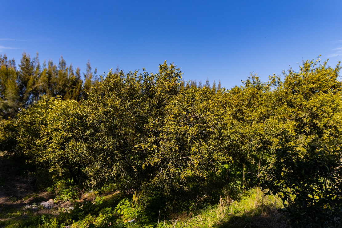 Bou Argoub El Kharrouba Terrain Terrain agricole 4 hectare  nabeul