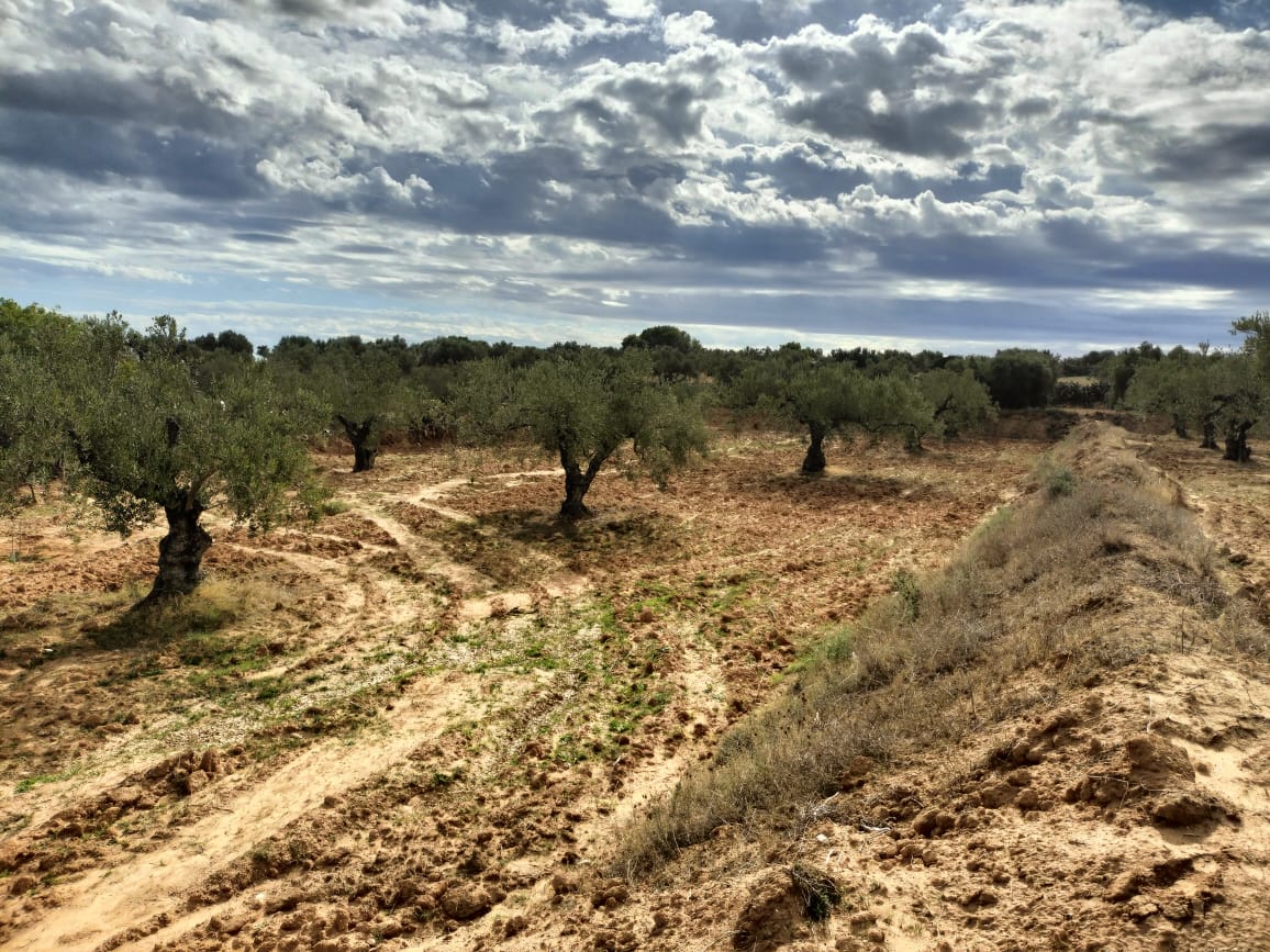 Kalaa El Kebira Kalaa El Kebira Terrain Terrain agricole Terrain agricole  kala kbira