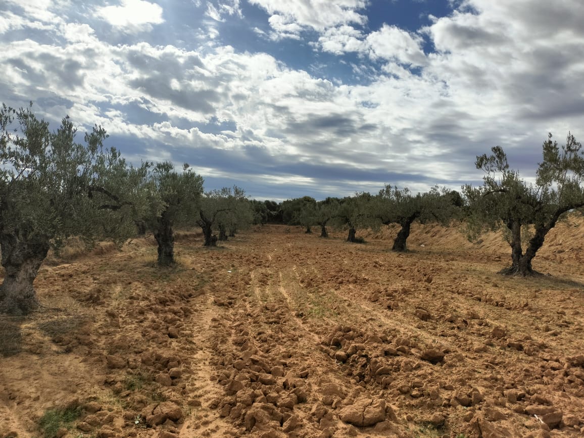 Kalaa El Kebira Kalaa El Kebira Terrain Terrain agricole Terrain agricole  kala kbira