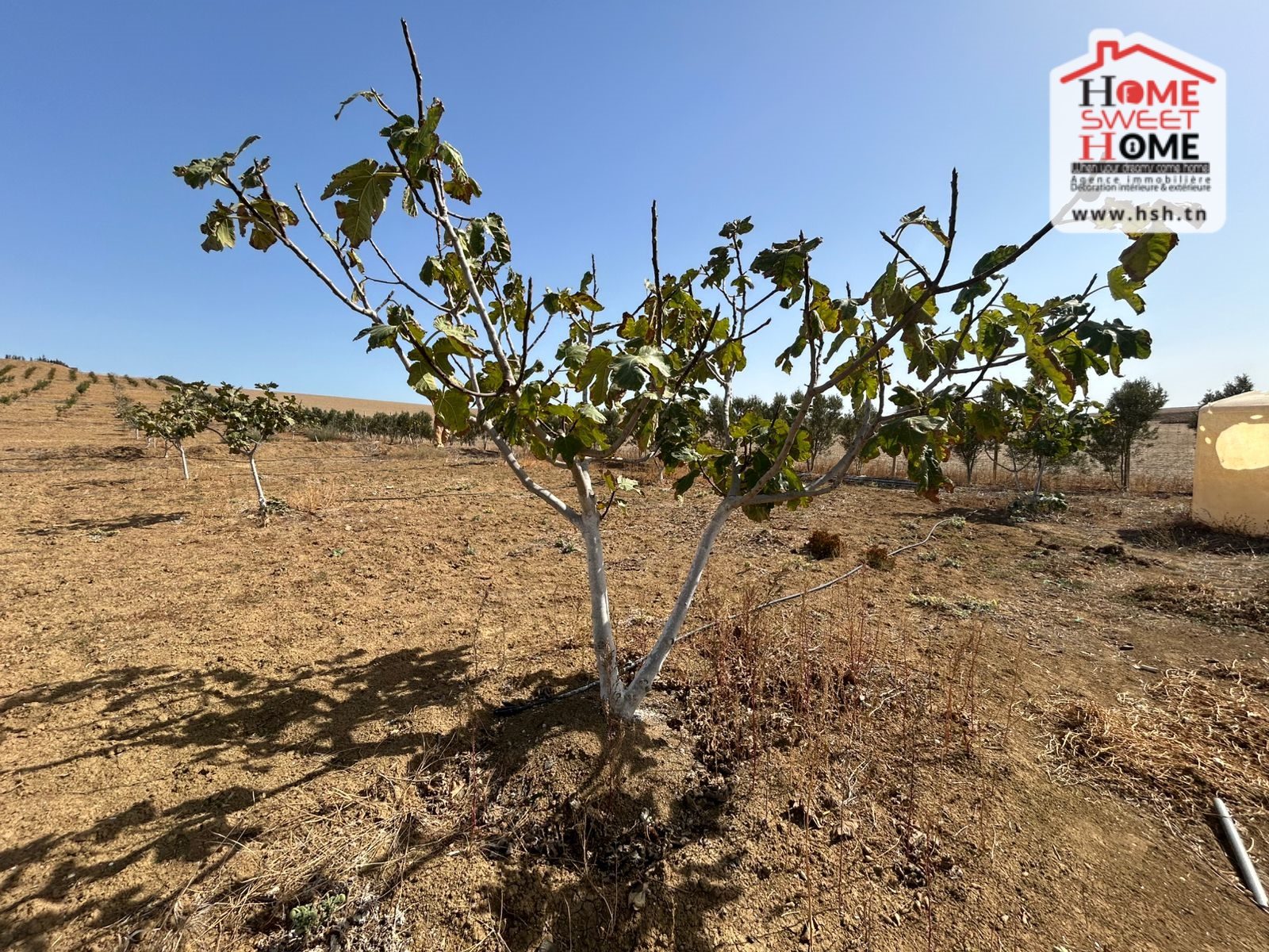 Sidi Thabet Cebalet Ben Ammar Terrain Terrain agricole Ferme saint martin  cebelet ben ammar