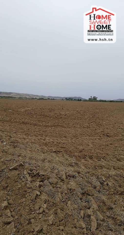 Siliana Nord Cite Cnrps Terrain Terrain agricole Terrain agricole  siliana