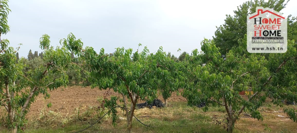 Ghar El Melh Ghar El Melh Terrain Terrain agricole Terrain agricole asouja  ghar el mellah