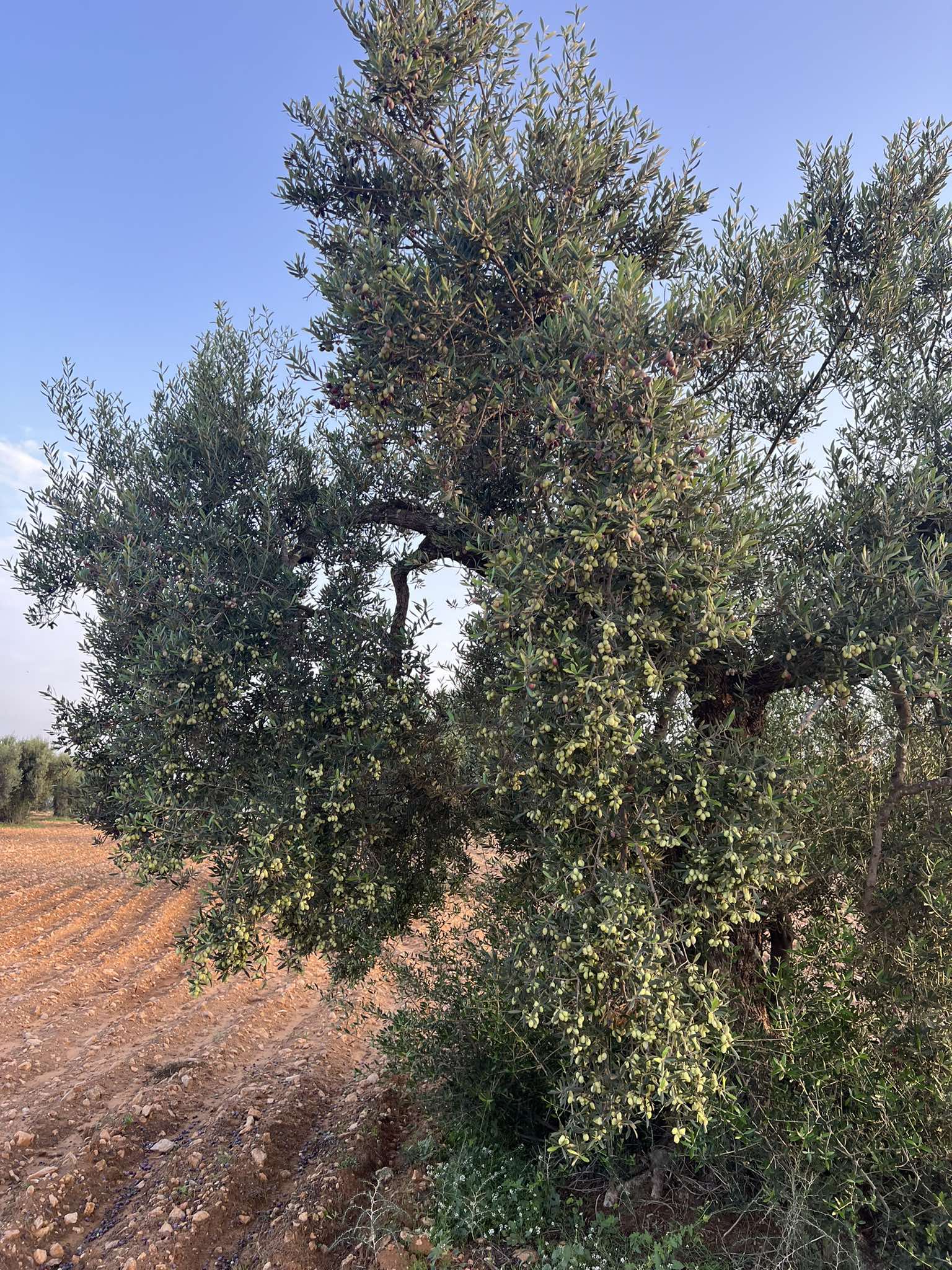 Sidi Bou Ali Sidi Bou Ali Terrain Terrain agricole 401 oliviers 8 hectares terrain