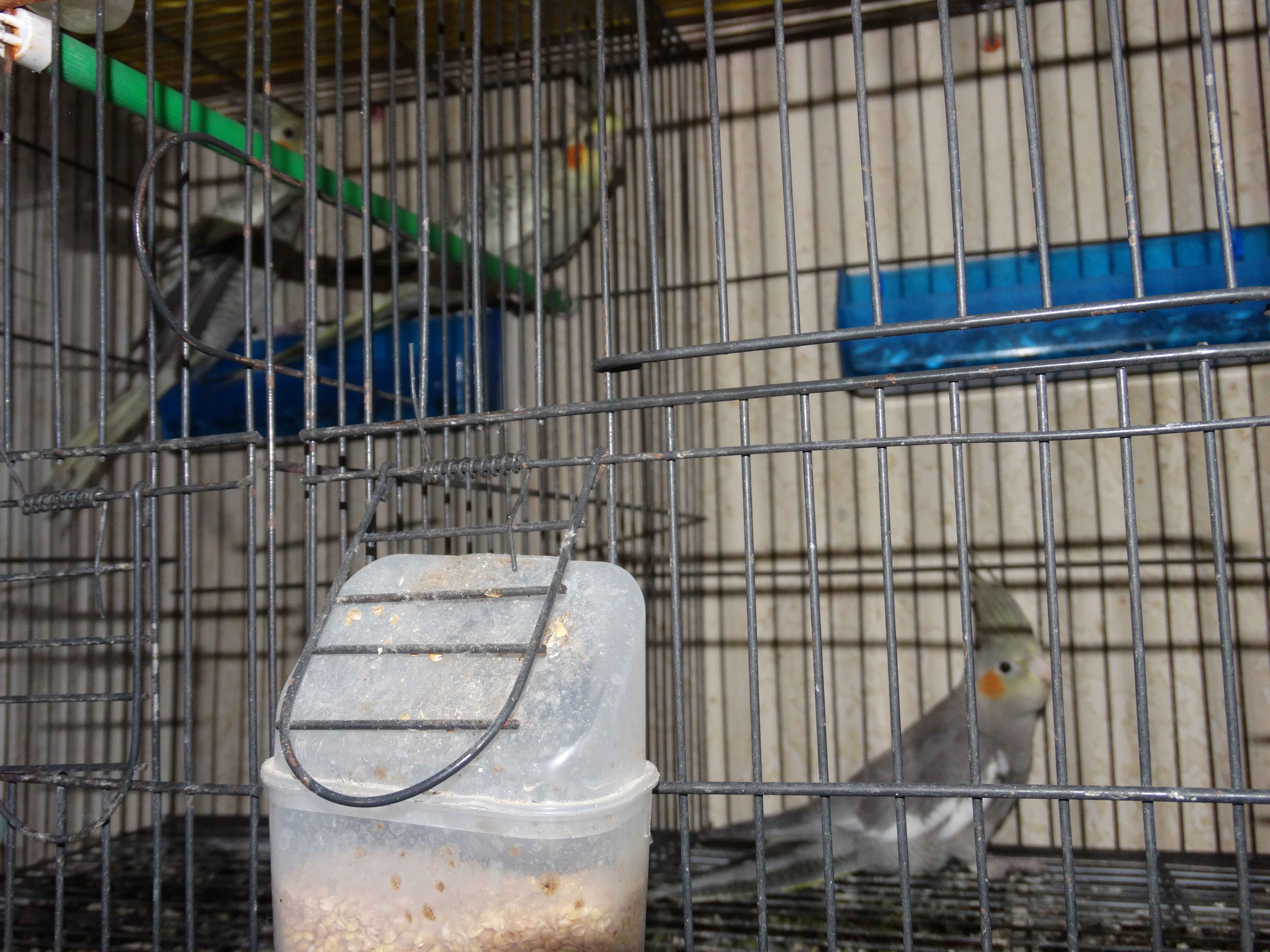 Ras Jebel Rafraf Plage Oiseaux Autre 3 callopsittes