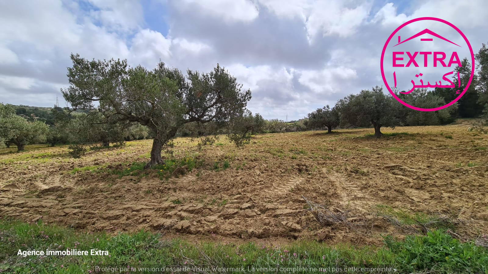 Nabeul Henchir El Haouaria Terrain Terrain agricole Campagne  el haouaria de nabeul