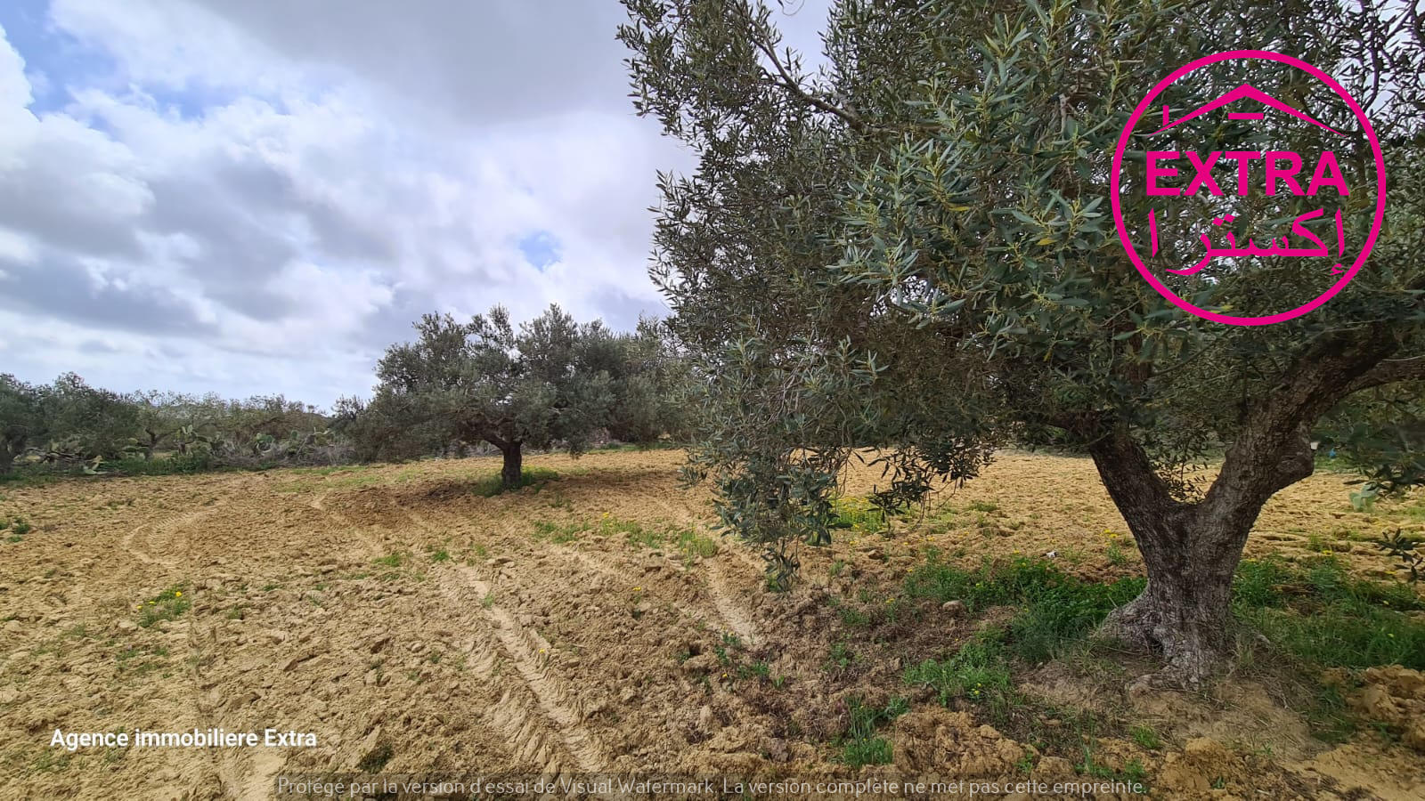 Nabeul Henchir El Haouaria Terrain Terrain agricole Campagne  el haouaria de nabeul