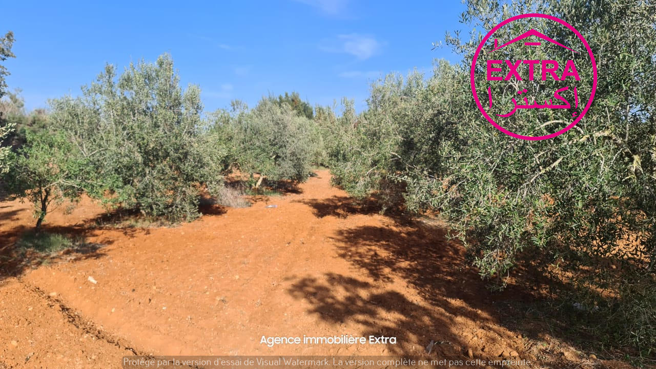 Beni Khiar Ghardaya Terrain Terrain agricole 44eme campagne  ghardeya nabeul