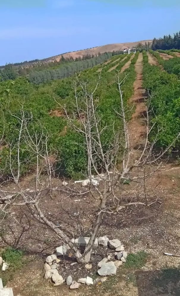 Sidi Thabet Sidi Thabet Terrain Terrain agricole Ferme a sidi thabet ariana