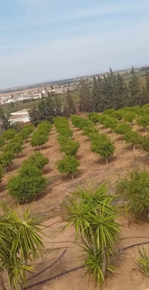 Sidi Thabet Sidi Thabet Terrain Terrain agricole Ferme a sidi thabet ariana