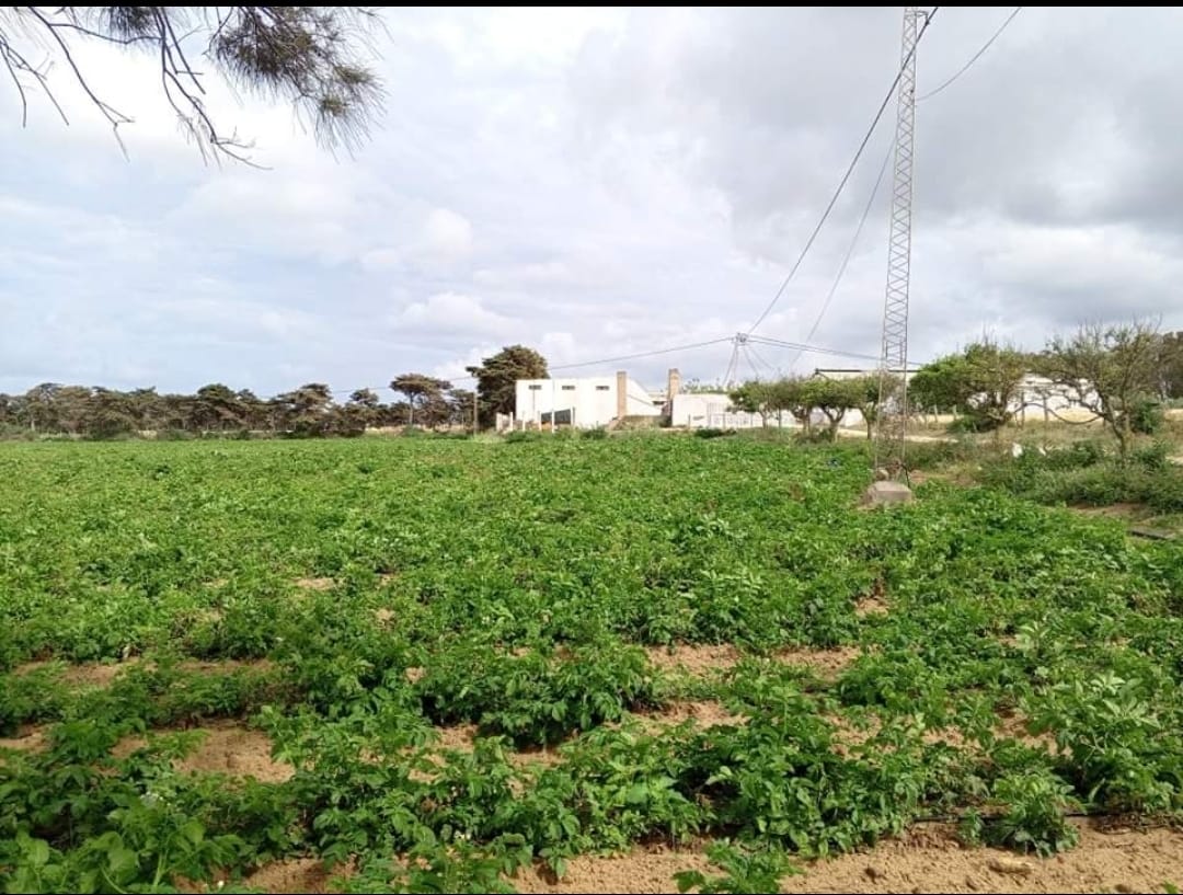 Kelibia Kelibia Terrain Terrain agricole Terrain agricole a quelques minutes de la plage