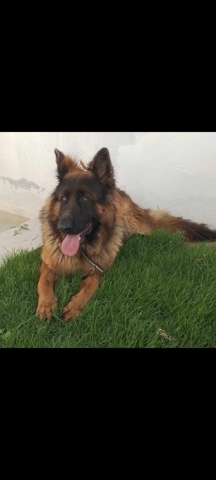 La Soukra Chotrana 3 Chiens Autre Chien berger allemand