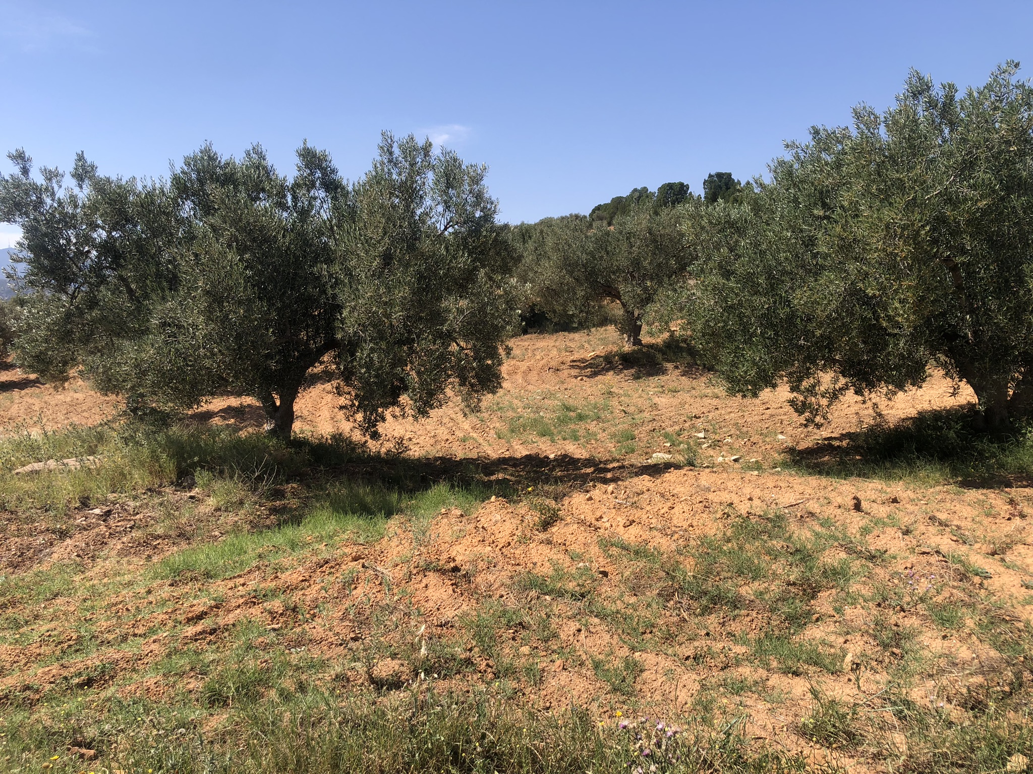 Hammam Zriba Zriba Terrain Terrain agricole Terrain agricole  zriba zaghouan