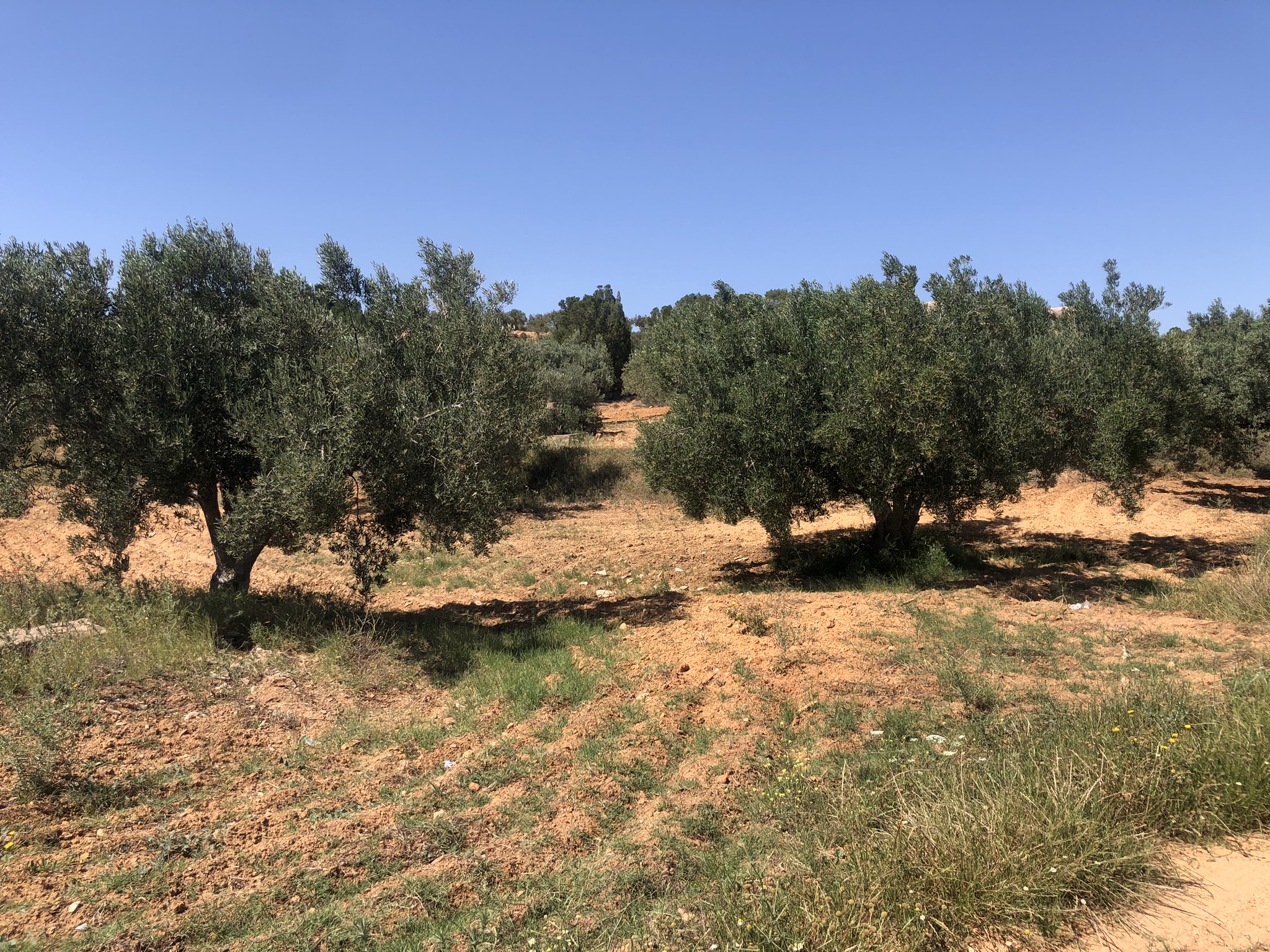 Hammam Zriba Zriba Terrain Terrain agricole Terrain agricole  zriba zaghouan