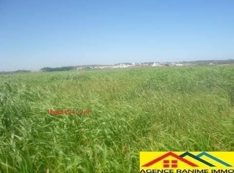 El Haouaria El Haouaria Terrain Terrain agricole Terrain agricole de 1h et 9400m2 a el haouaria