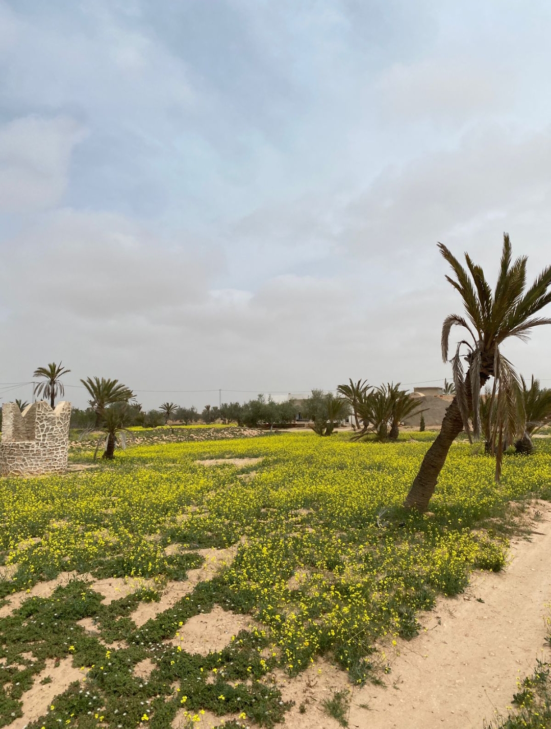 Djerba - Houmet Essouk Erriadh Vente Maisons Villa et houch djerbien avec un terrain 5000m2