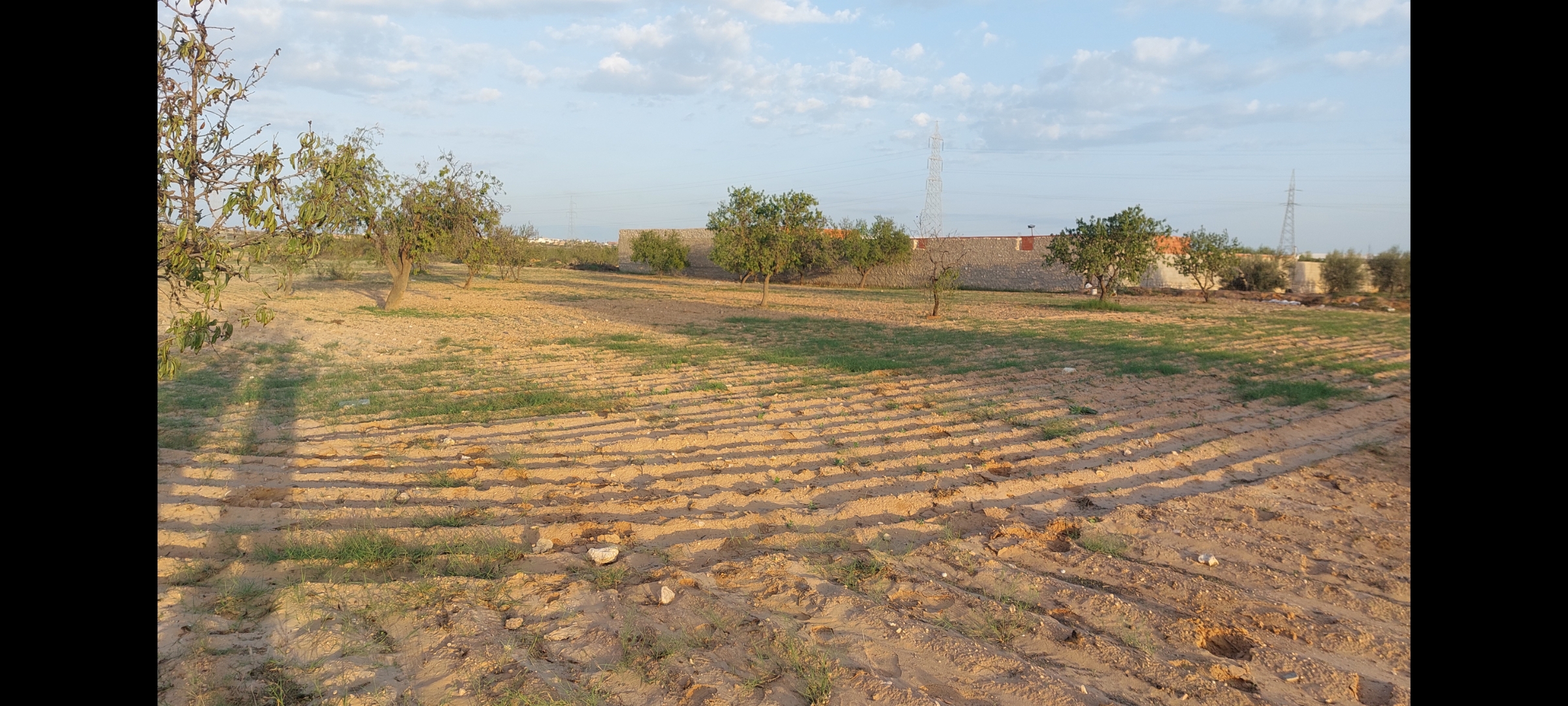 Sfax Ville Ain Tourkia Terrain Terrain agricole 20 marjaa route el ain km15