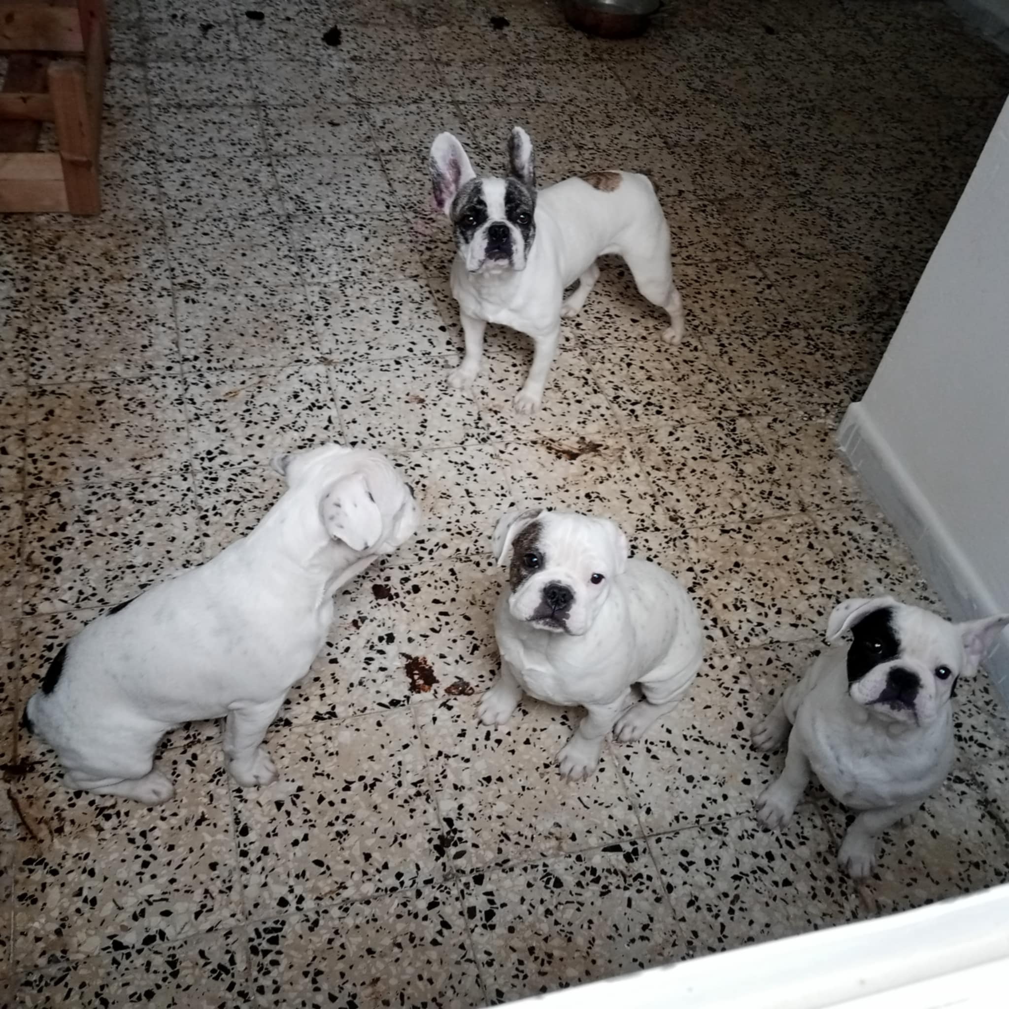 La Soukra Aeroport Tunis Carthage Chiens Autre Des bb bouledogue francais