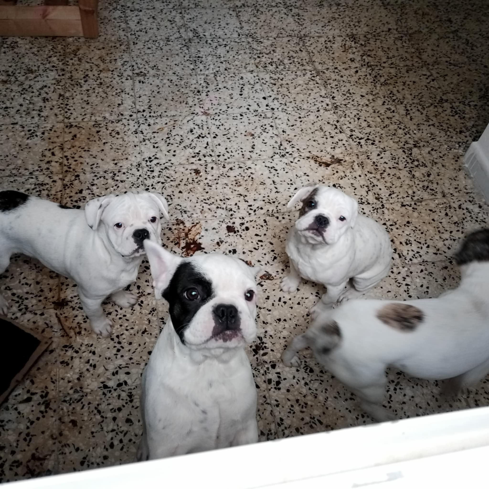 La Soukra Aeroport Tunis Carthage Chiens Autre Des bb bouledogue francais