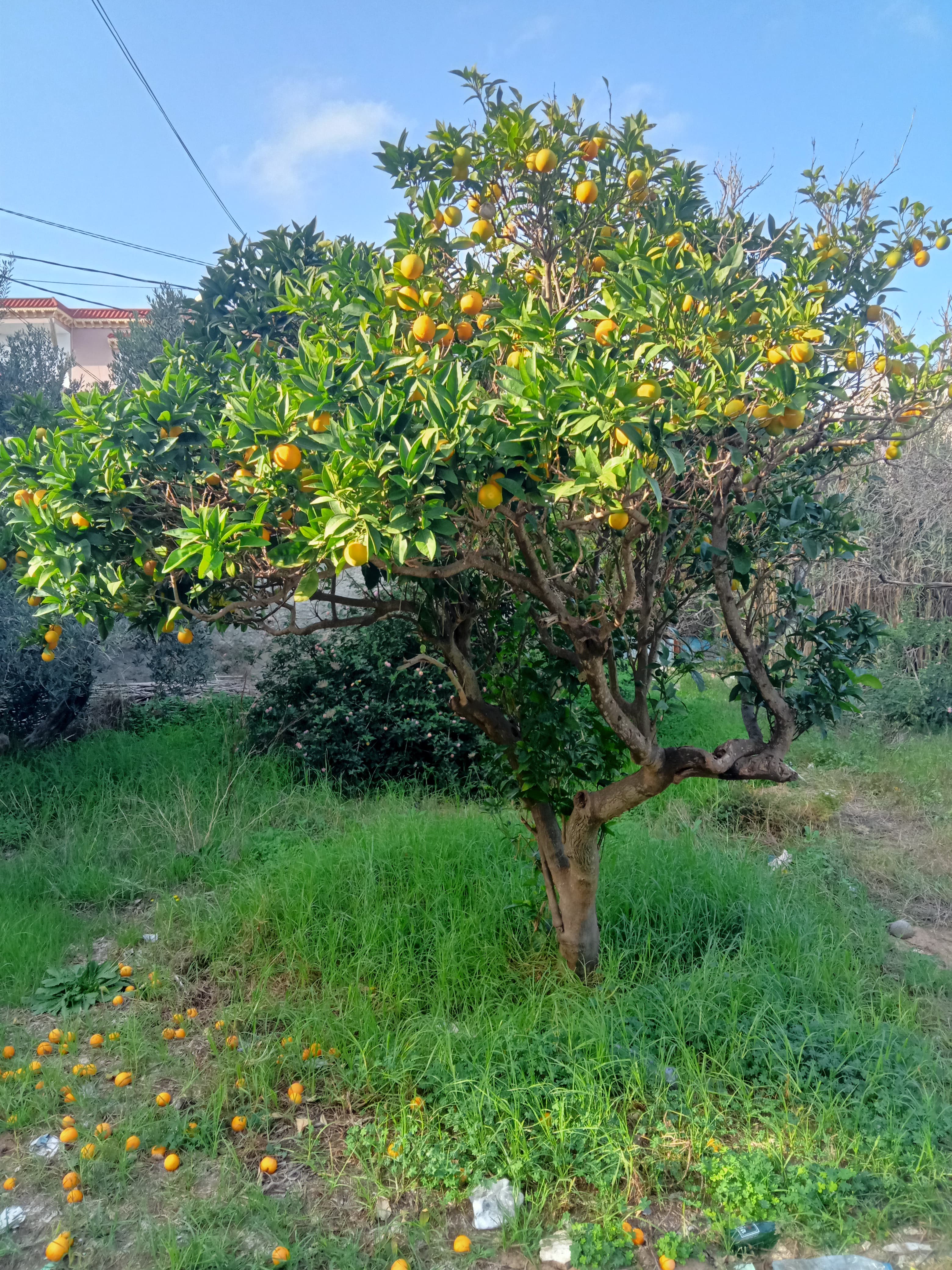 Bizerte Nord Bizerte Vente Appart. 1 pice Terrain terrain