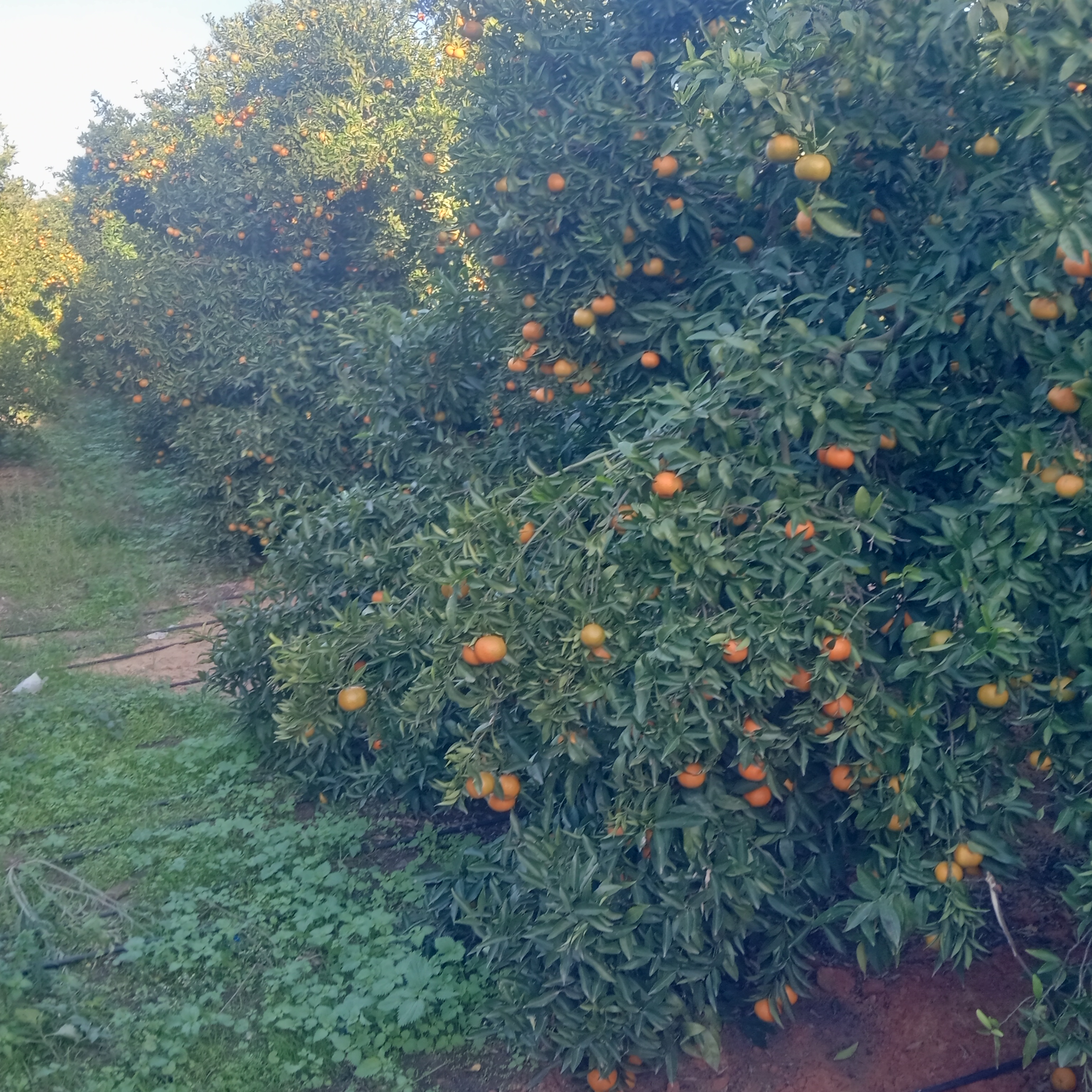 Menzel Bouzelfa Menzel Bouzelfa Terrain Terrain agricole Ferme agrumes