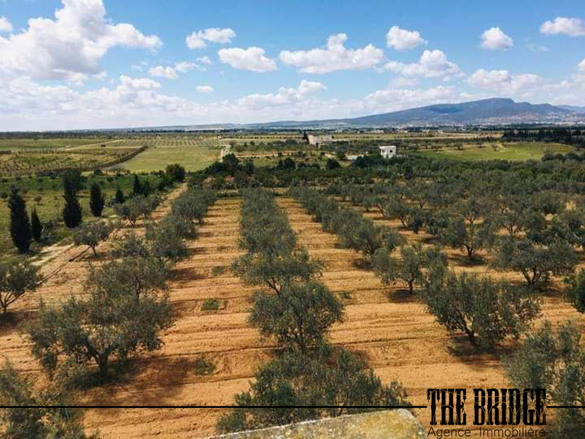 Bou Argoub El Mhedhba Terrain Terrain agricole 13 845 mc   mhedhba route nabeul