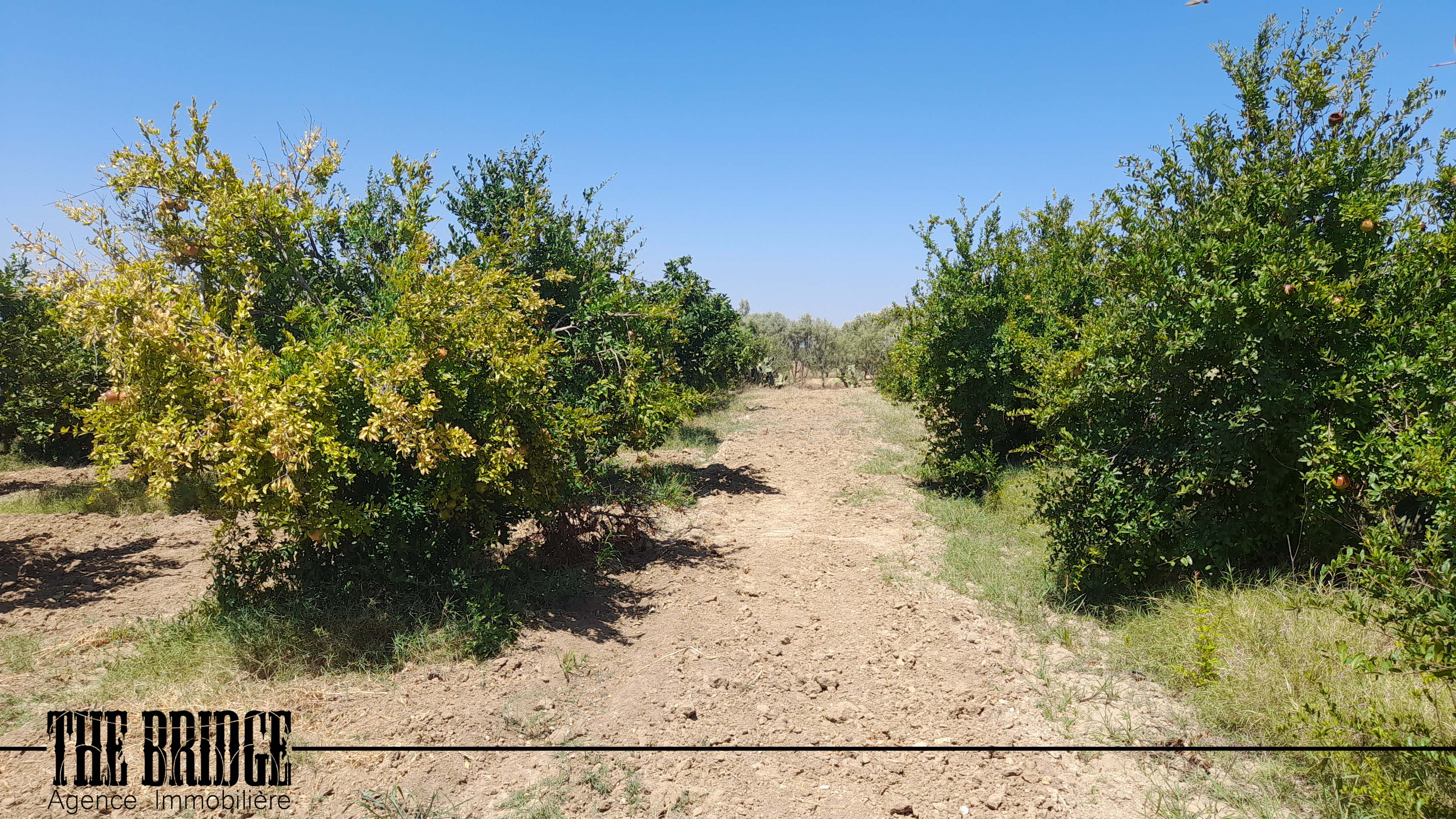 Bou Argoub El Mhedhba Terrain Terrain agricole 13 845 mc   mhedhba route nabeul