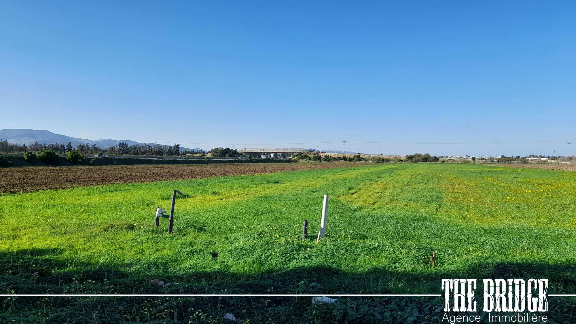 Grombalia Belli Halte Terrain Terrain agricole 3 hectares   belli gare grombalia