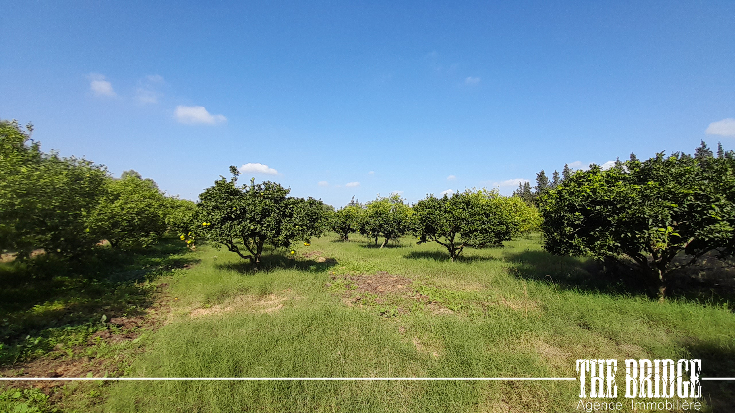 Bou Argoub El Kharrouba Terrain Terrain agricole 7 hectares  el kharrouba bouargoub