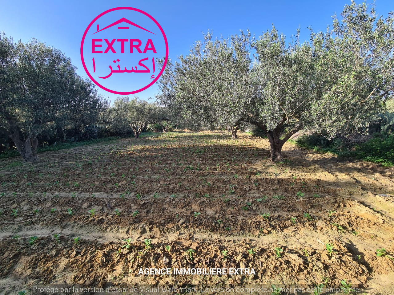 Dar Chaabane Elfehri Dar Chaabane Elfehri Terrain Terrain agricole Campagne  dar chabane el fehri