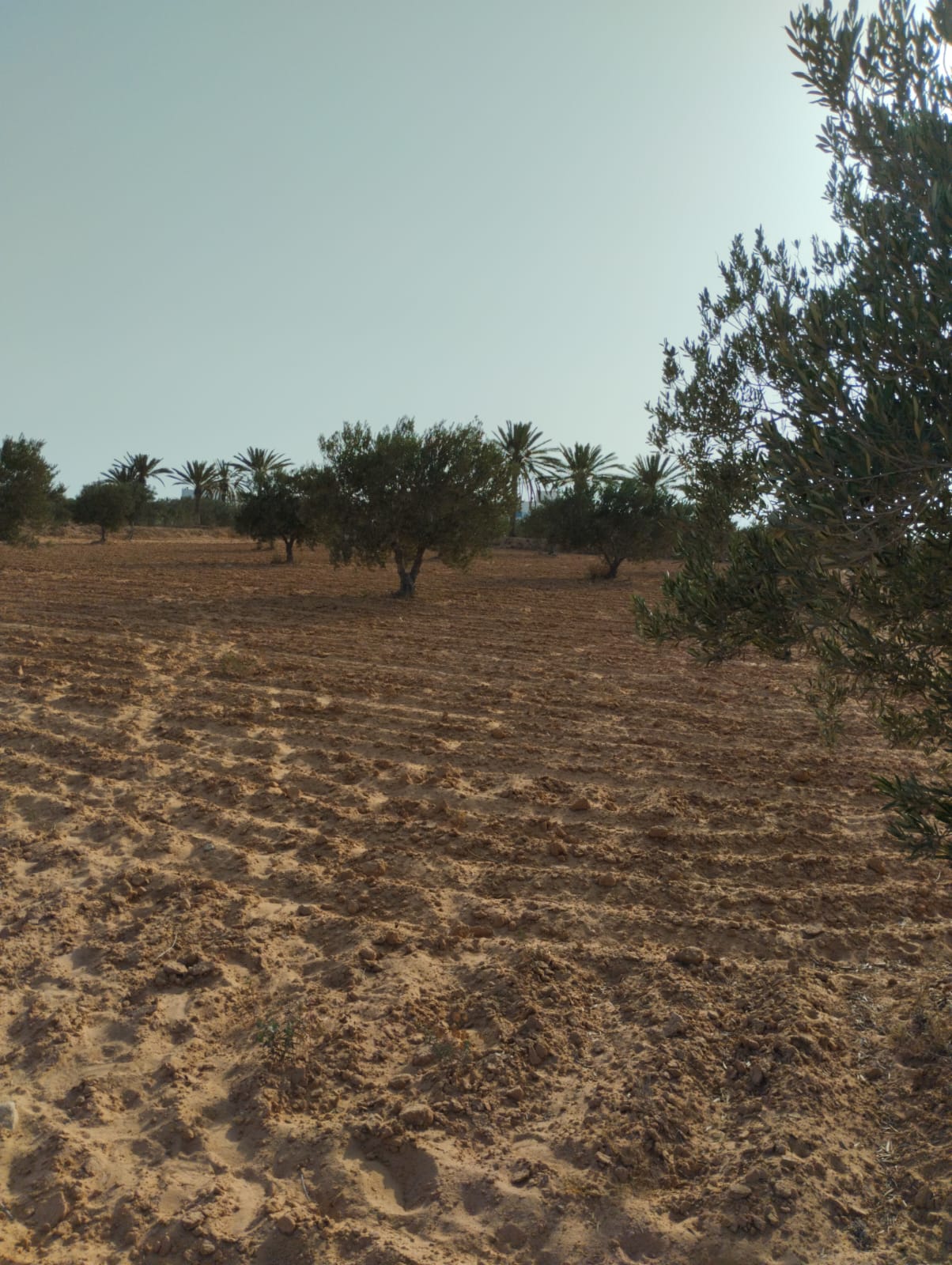 Djerba - Midoun El May Terrain Terrain agricole Terrain 4 500 m2 a baebouch skalla 4175 el may