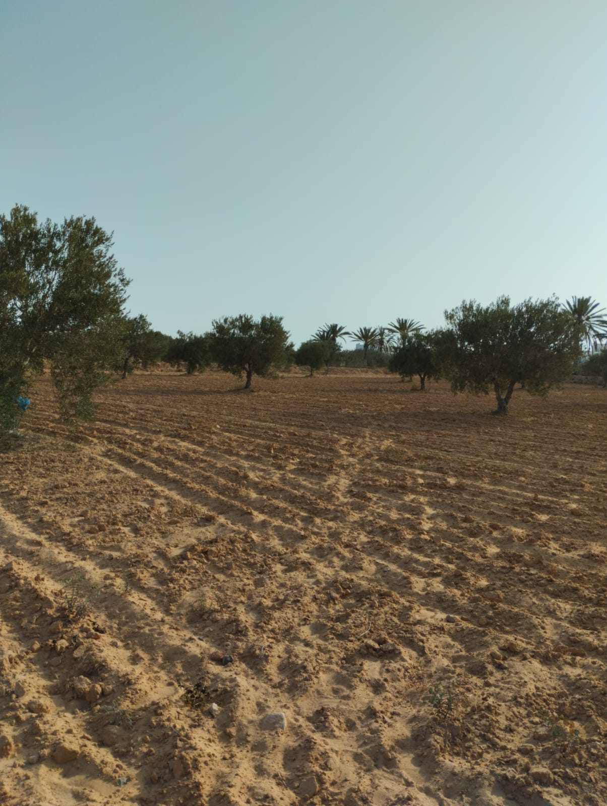 Djerba - Midoun El May Terrain Terrain agricole Terrain 4 500 m2 a baebouch skalla 4175 el may