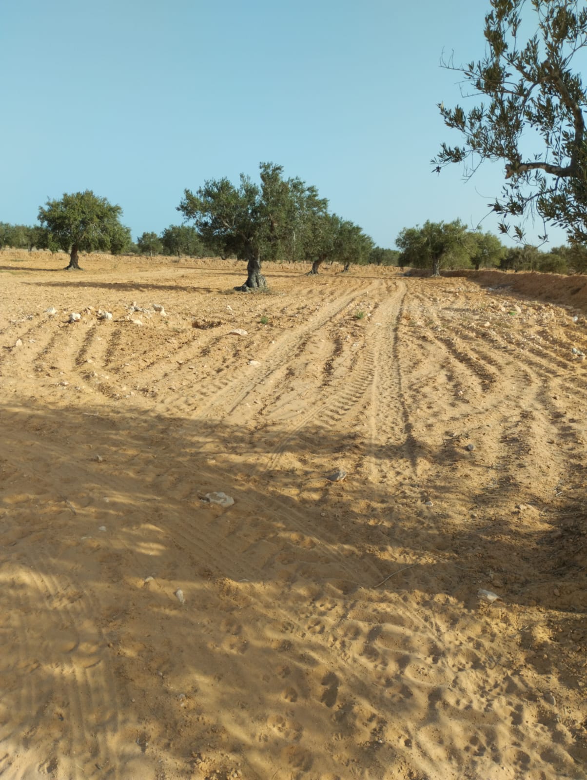 Djerba - Midoun El May Terrain Terrain agricole Terrain 3 500 m2 sur route el hazem a tianest