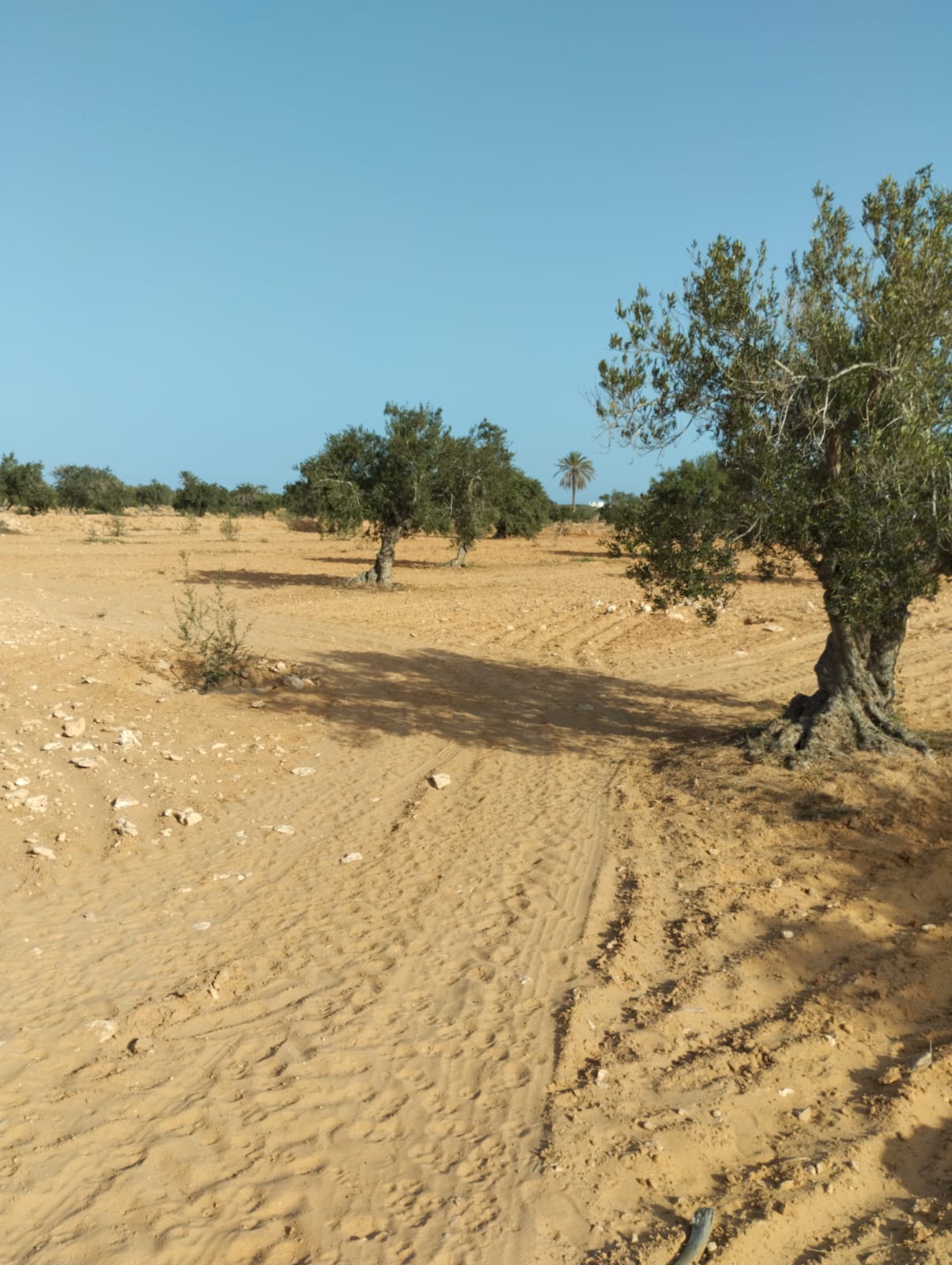 Djerba - Midoun El May Terrain Terrain agricole Terrain 3 500 m2 sur route el hazem a tianest