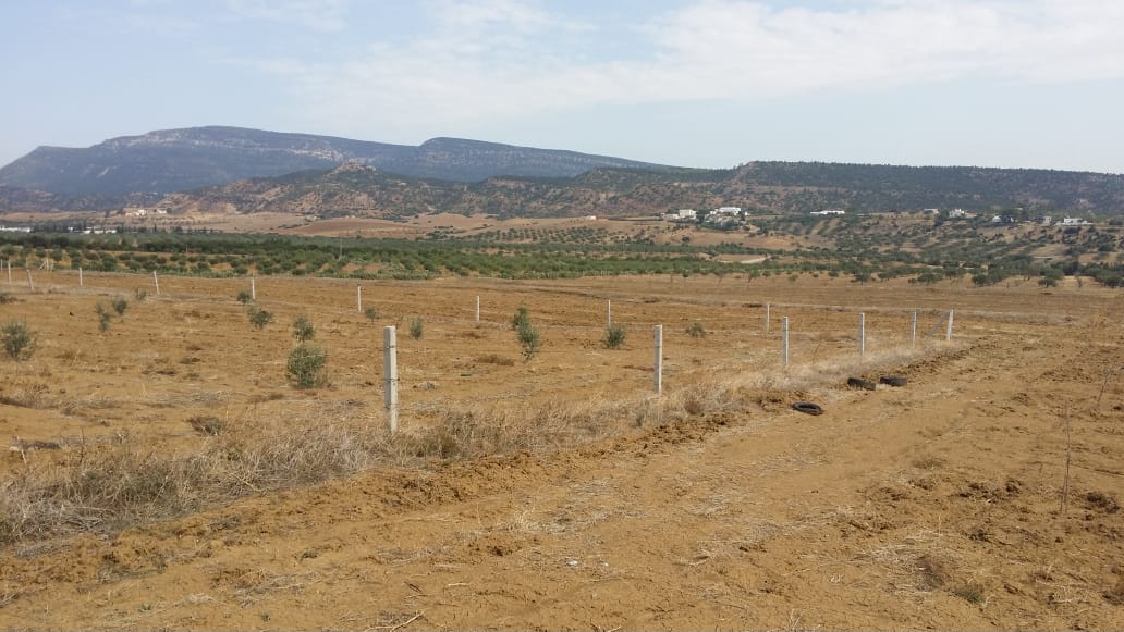 Hammamet Bir Bouregba Terrain Terrain agricole Terrain de proche de hammamet investissement