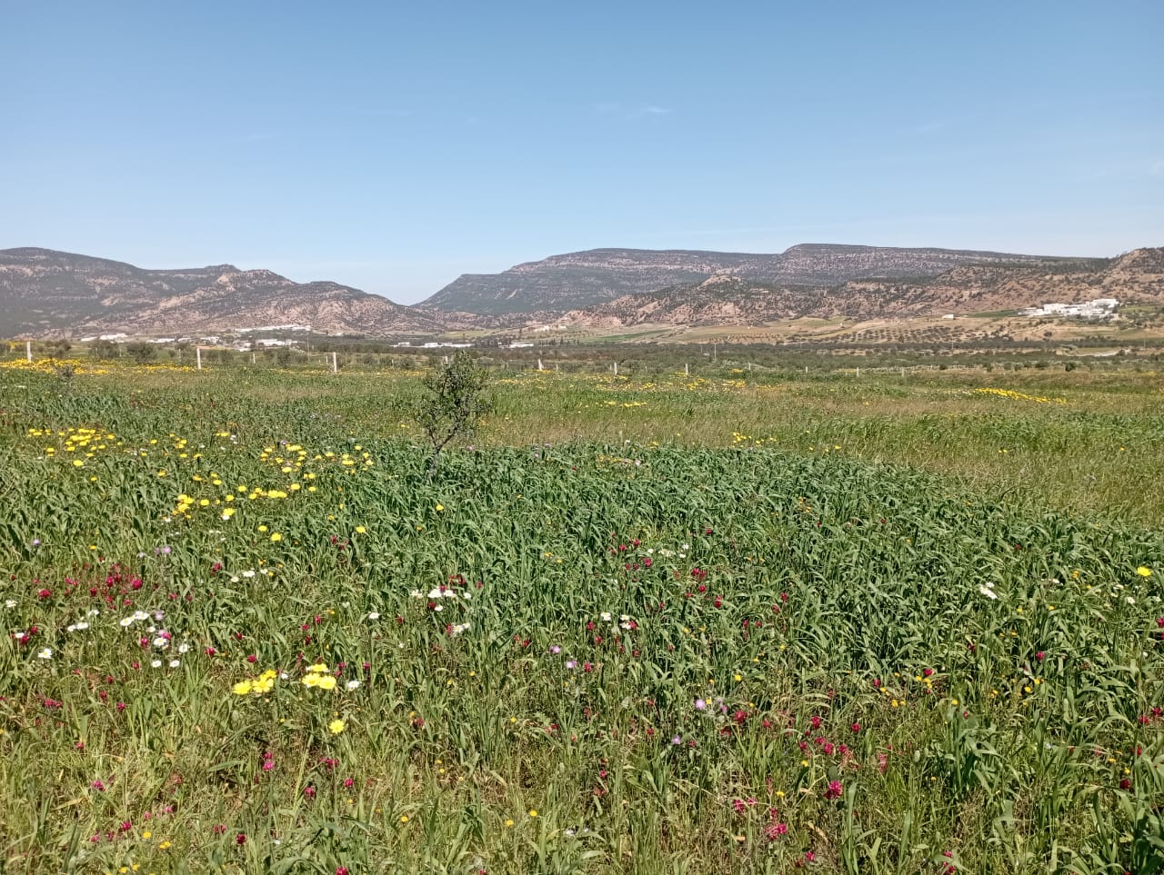 Hammamet Bir Bouregba Terrain Terrain agricole Terrain de proche de hammamet investissement