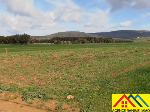 El Haouaria Ferjoun Terrain Terrain agricole Terrain agricole 1h et 500m2 a el haouaria cap bon